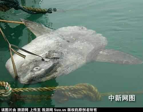 旅游网1.jpg